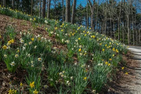 Daffodils on a hillside Stock Photos
