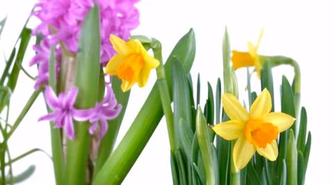 Daffodils with hyacinth Stock Photos