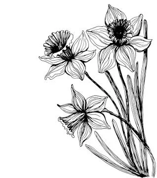 Daffodils Stock Illustration