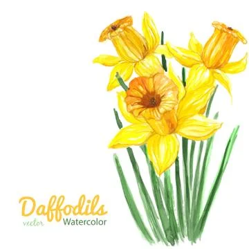 Daffodils Stock Illustration