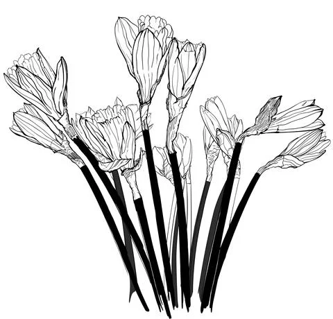 Daffodils  Stock Illustration
