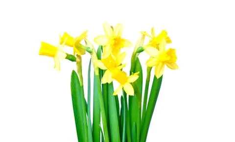 Daffodils isolated on white Stock Photos