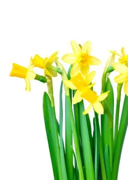 Daffodils isolated on white Stock Photos