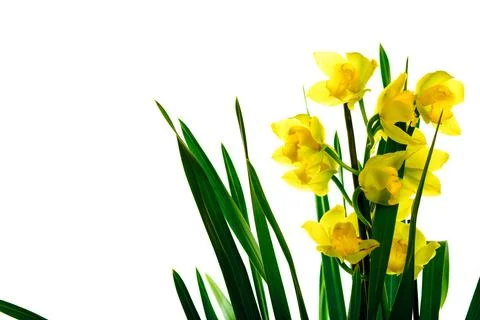 Daffodils isolated on white Photos