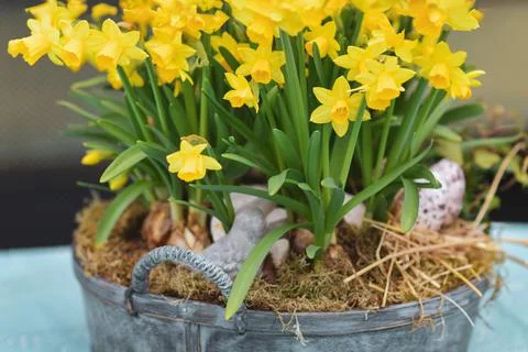 Daffodils in a large pot for Easter Foto stock
