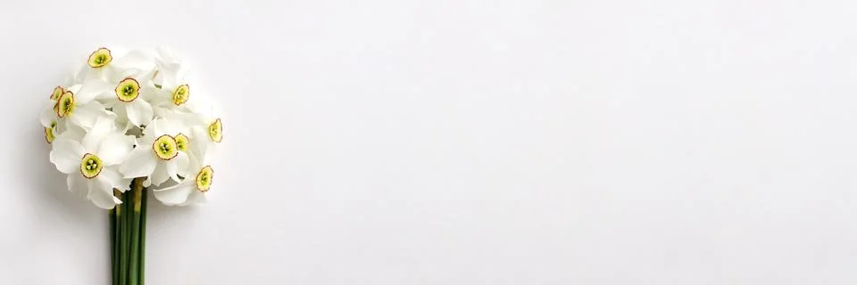 Daffodils on a light background. Banner Stock Photos