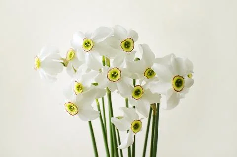 Daffodils on a light background Stock Photos