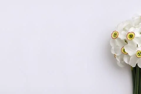 Daffodils on a light background Stock Photos