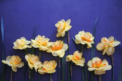 Daffodils in a line Stock Photos