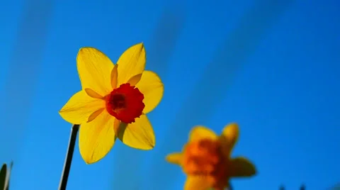 Daffodils Macro Close Up, Slow Motion Stock Footage 37974729