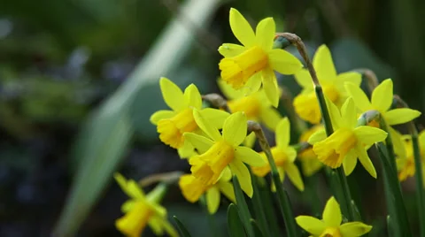 Daffodils in March, UK Stock Footage 35951137