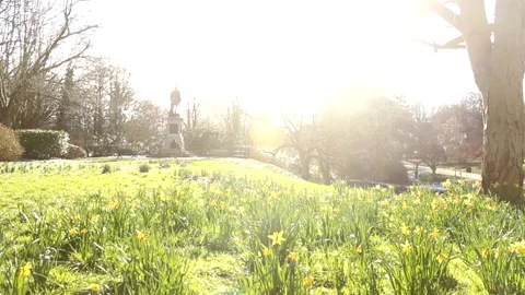 Daffodils Meadow RAW Stock Footage 237258201