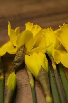 Daffodils narcissus Easter composition laying on a wooden board table, close up Stock Photos