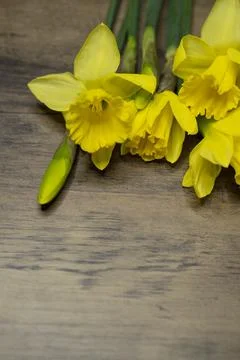 Daffodils narcissus Easter composition laying on a wooden board table, close up Stock Photos