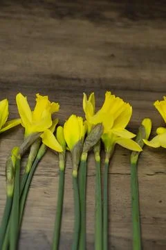 Daffodils narcissus Easter composition laying on a wooden board table, close up Stock Photos