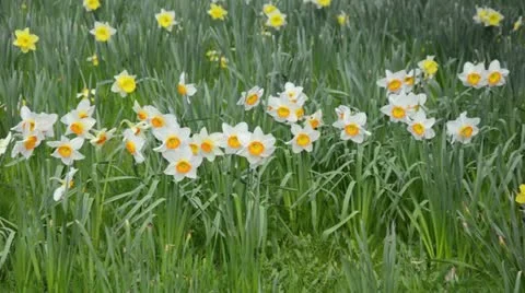 Daffodils (Narcissus) Stock Footage 12677803