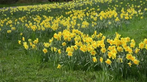 Daffodils (Narcissus) Stock Footage 12677804