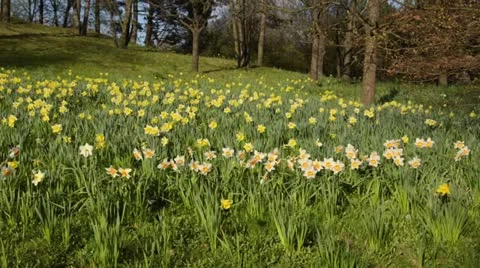 Daffodils (Narcissus) Stock Footage 12677830
