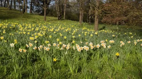Daffodils (Narcissus) Video stock 12677859