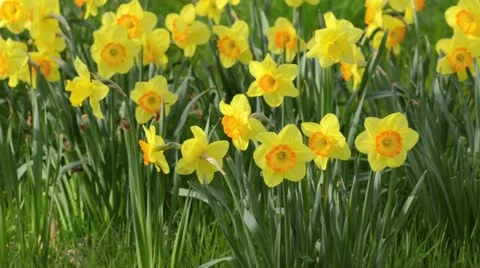 Daffodils (Narcissus) Stock Footage 12677865