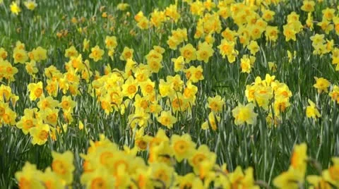 Daffodils (Narcissus) Stock Footage 12677872