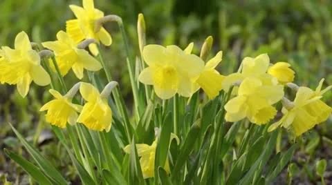 Daffodils (Narcissus) Stock Footage 13986841