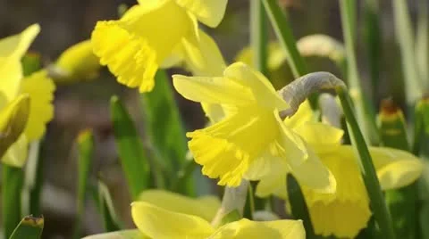 Daffodils (Narcissus) Stock Footage 13987119