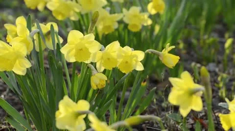 Daffodils (Narcissus) Stock Footage 13987838