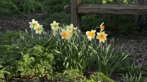Daffodils (Narcissus) Stock Footage 13988146
