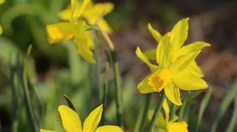 Daffodils (Narcissus) Stock Footage 13988348