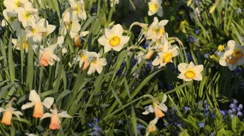 Daffodils (Narcissus) Stock Footage 13997987