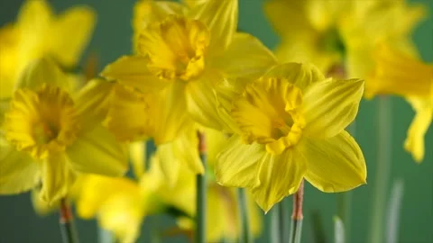 Daffodils Narcissus spring flowers. Bunch of Easter Yellow Daffodil over green Stock Footage 233772671