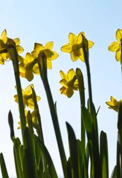 Daffodils (narcissus) in spring Stock Photos