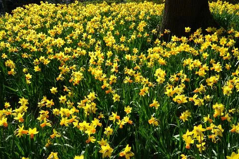 Daffodils in the Netherlands Stock Photos