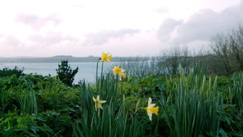 Daffodils with ocean view in Spring Stock Footage 146444702