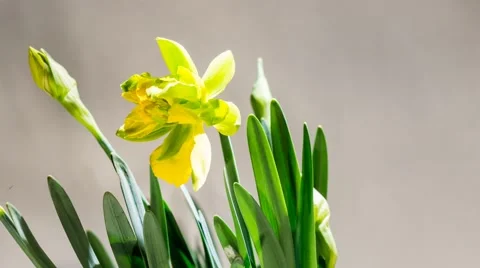 Daffodils open up their blossoms Stock Footage 48484810