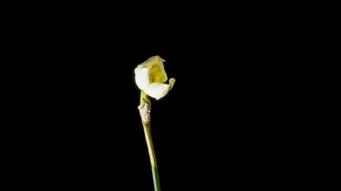 Daffodils open up their blossoms Stock Footage 88355653