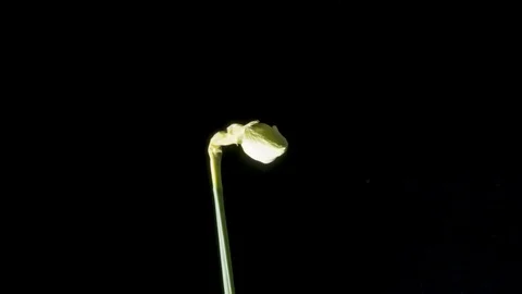 Daffodils open up their blossoms Video stock 88355687