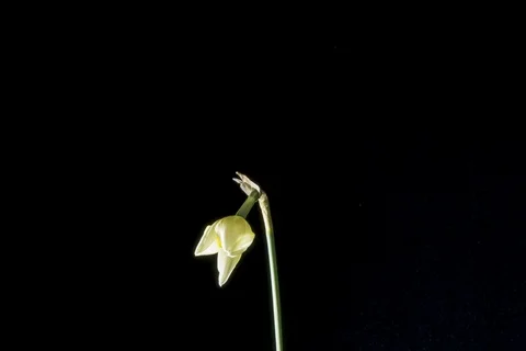 Daffodils open up their blossoms Video stock 88355689