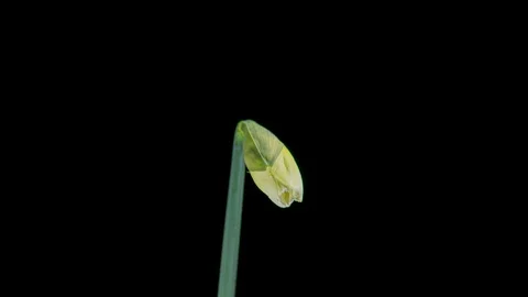 Daffodils open up their blossoms Stock Footage 126118868