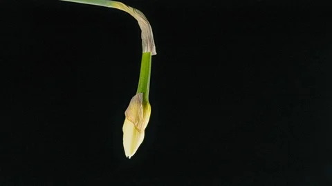 Daffodils open up their blossoms Stock Footage 127121314