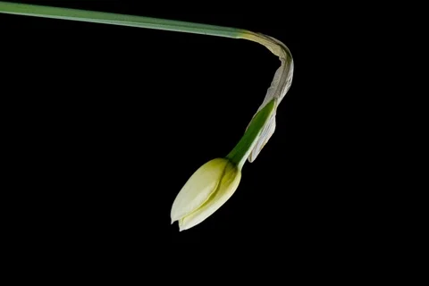 Daffodils open up their blossoms Stockbeeldmateriaal 127121720