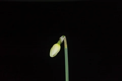 Daffodils open up their blossoms Stockbeeldmateriaal 127122579