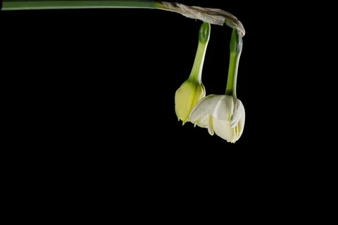 Daffodils open up their blossoms Stock Footage 127314224