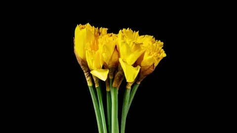 Daffodils Open Yellow Flowers in Time Lapse on a Black Background. Spring S.. Stock Footage 330606236