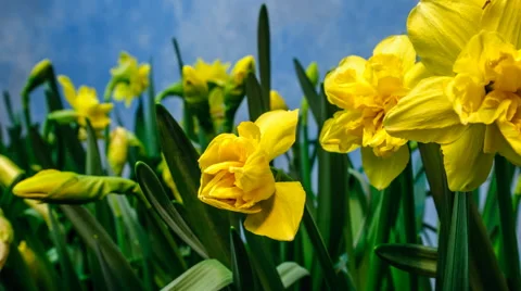 Daffodils opening Stock Footage 68610025