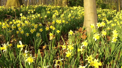 Daffodils in the park. Stock Footage 36223012