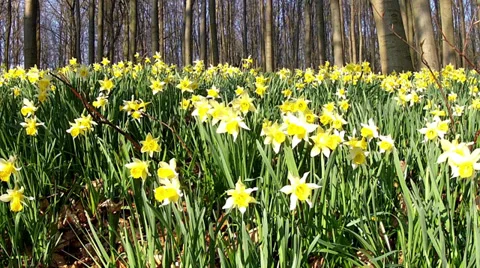 Daffodils in the park. Stock Footage 36225348
