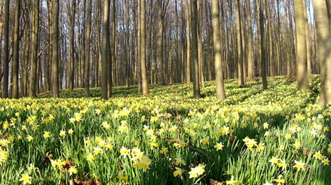 Daffodils in the park. Stock Footage 36227222