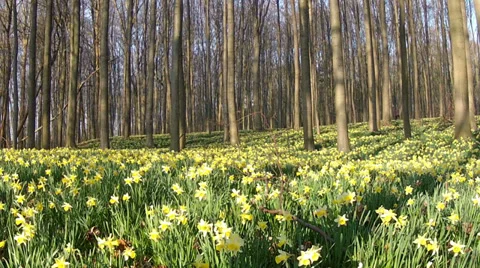 Daffodils in the park. Stock Footage 36238848